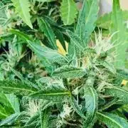 Window/Balcony Grow - Mini plant 2026