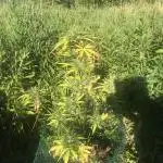 White Cookies Auto - Guerilla Grow