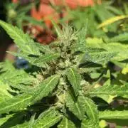 Window/Balcony Grow - Mini plant 2026
