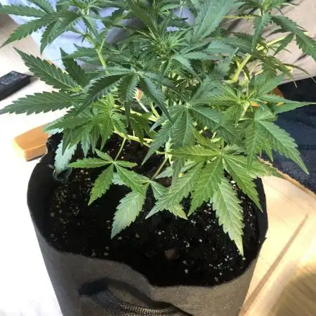 Fat Banana  - RQS - 100W SPIDER FARM