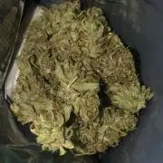 White Widow XXL Auto-Balcony/Window Grow