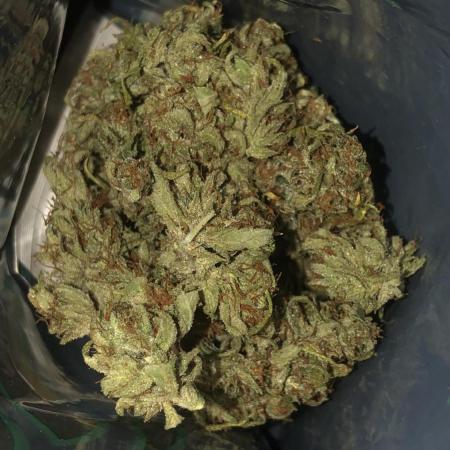 White Widow XXL Auto-Balcony/Window Grow