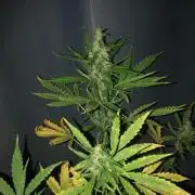 White Widow XXL Auto-Balcony/Window Grow