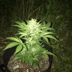 AK420 Auto - GuerillaGrow