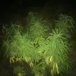 BCN Critical XXL fast fem - GuerillaGrow