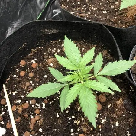 Fat Banana Auto - RQS - 100W Budget Grow