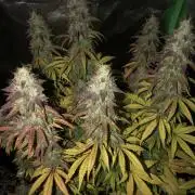 Fat Banana - 100W/200W.