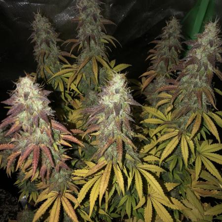 Fat Banana - 100W/200W.