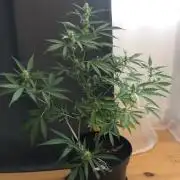 White Widow XXL Auto-Balcony/Window Grow