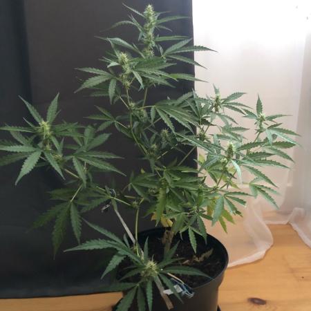 White Widow XXL Auto-Balcony/Window Grow