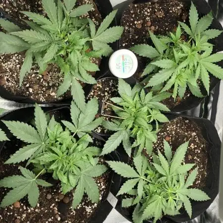 Fat Banana Auto - RQS - 100W Budget Grow