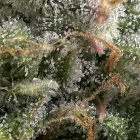 Fat Banana  - RQS - SF1000D times two!