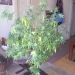 Old grow - Royal Kush auto