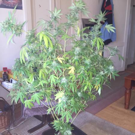 Old grow - Royal Kush auto