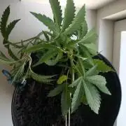 White Widow XXL Auto-Balcony/Window Grow