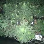 Blue Dream, Northern light, GSK and BB