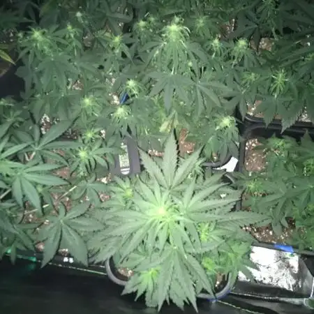 Blue Dream, Northern light, GSK and BB
