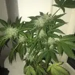 White Cookies Auto - Window Grow