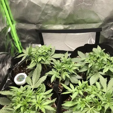 Fat Banana Auto - RQS - 100W Budget Grow