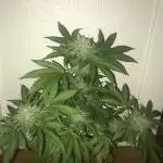 White Cookies Auto - Window Grow