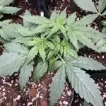 F1 Milkyway in small pot under 100W LED