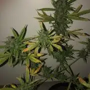 White Widow XXL Auto-Balcony/Window Grow