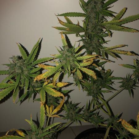 White Widow XXL Auto-Balcony/Window Grow