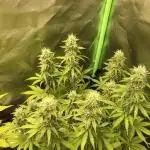 Fat Banana  - RQS - SF1000D times two!