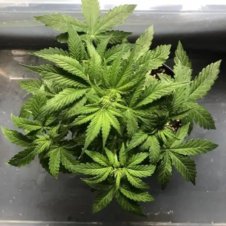F1 Milkyway in a WAY too small pot