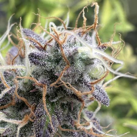 Fat Banana  - RQS - SF1000D times two!