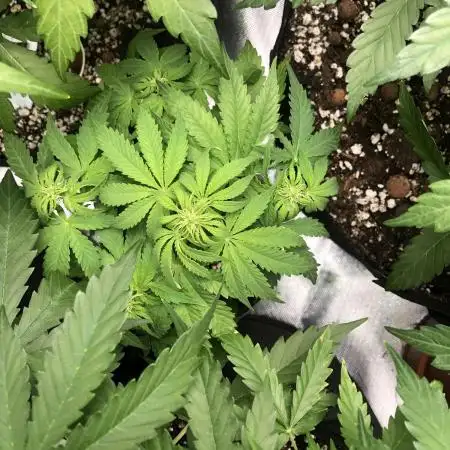 F1 Milkyway in a WAY too small pot