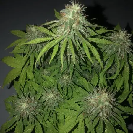 F1 Milkyway in a WAY too small pot