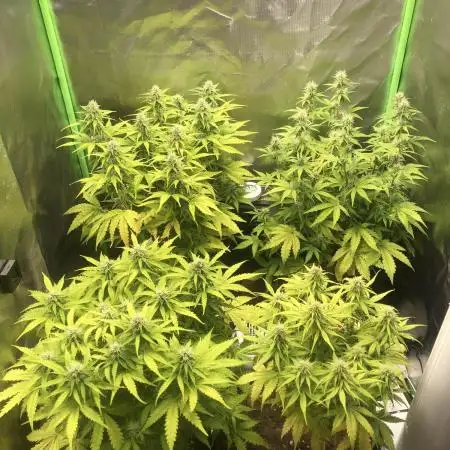 Fat Banana  - RQS - SF1000D times two!