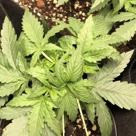 F1 Milkyway in small pot under 100W LED