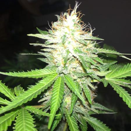 Old grow - Royal Kush auto