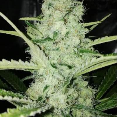 BCN Critical XXL