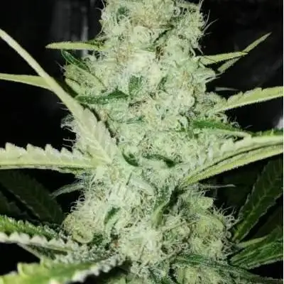 BCN Critical XXL
