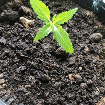 White Widow XXL Auto-Balcony/Window Grow