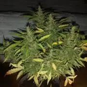 Window/Balcony Grow - Mini plant 2026
