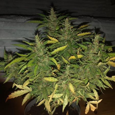 Window/Balcony Grow - Mini plant 2026