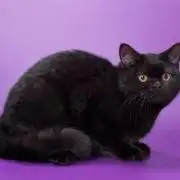 My Cat Ate my Purple Punch (FAIL)