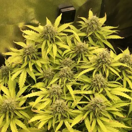 Fat Banana  - RQS - SF1000D times two!