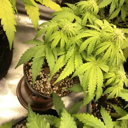 F1 Milkyway in a WAY too small pot
