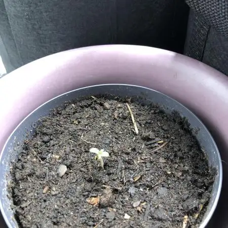 F1 Milkyway in small pot under 100W LED