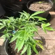 Window/Balcony Grow - Mini plant 2026