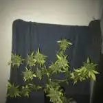 Copenhagen Butter - Window Grow