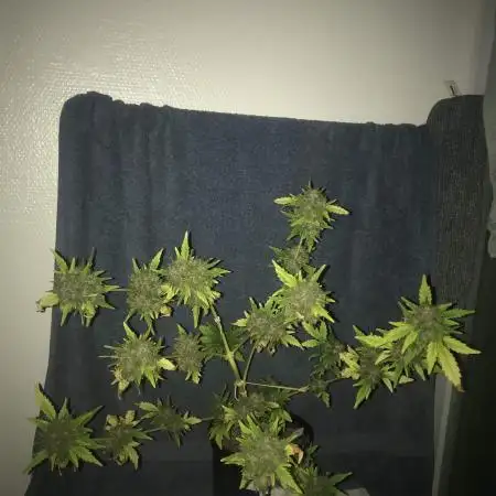 Copenhagen Butter - Window Grow