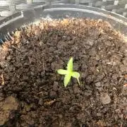 (Mini) Purple Punch Auto balcony/window