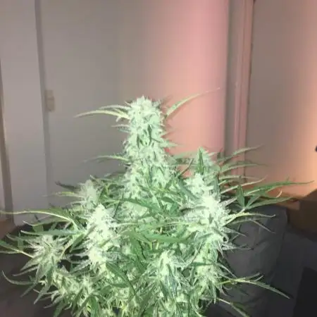 Stardawg - Fast buds - auto/fem. FINISH