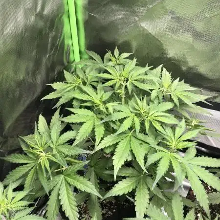 Fat Banana  - RQS - SF1000D times two!
